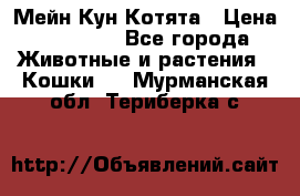 Мейн Кун Котята › Цена ­ 15 000 - Все города Животные и растения » Кошки   . Мурманская обл.,Териберка с.